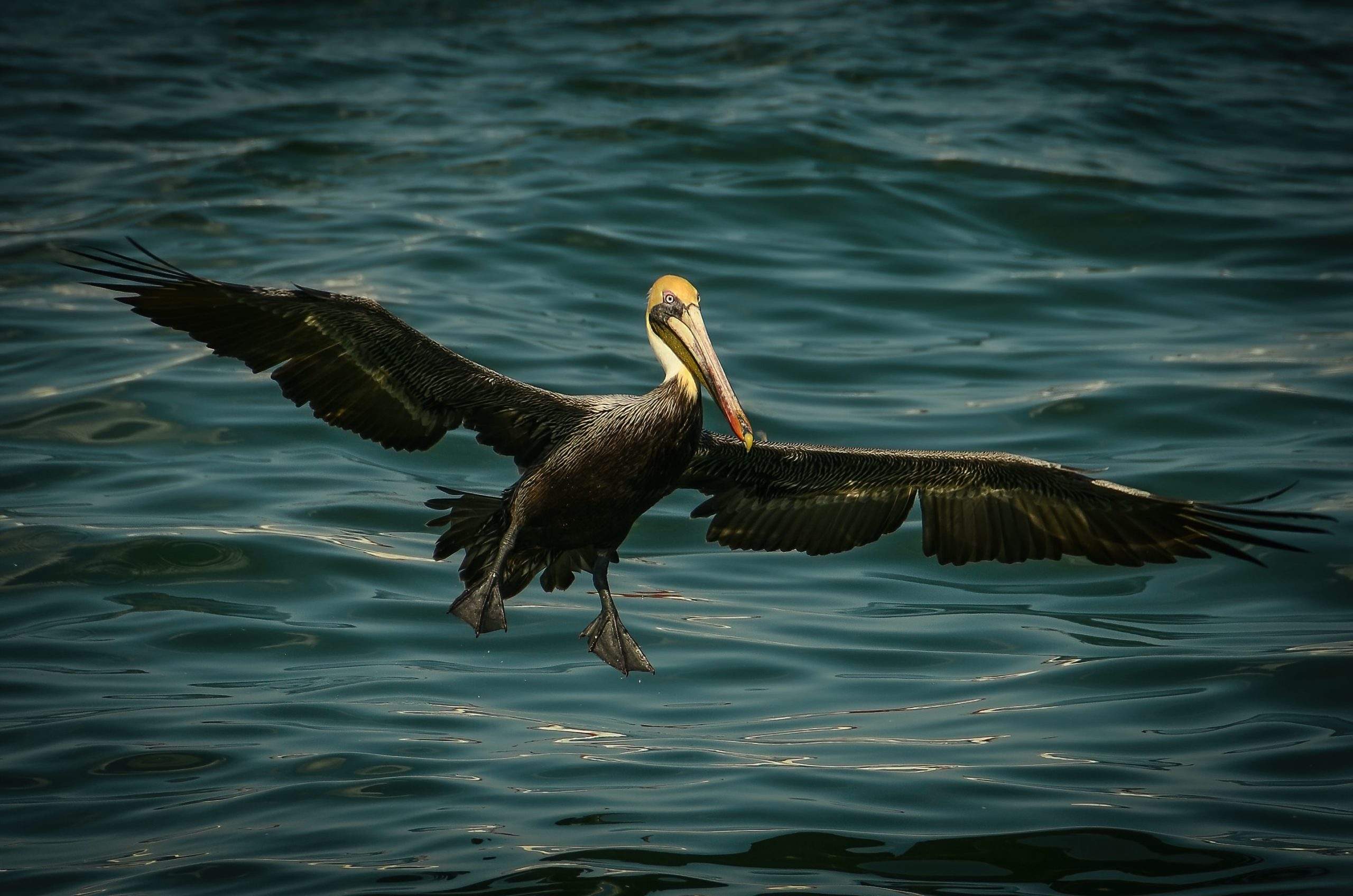 Top Places to View Wildlife in Florida